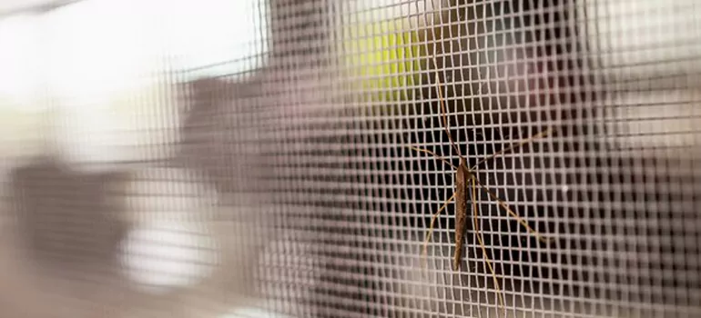 Repair Mosquito Mesh For Windows in Edgewater, FL